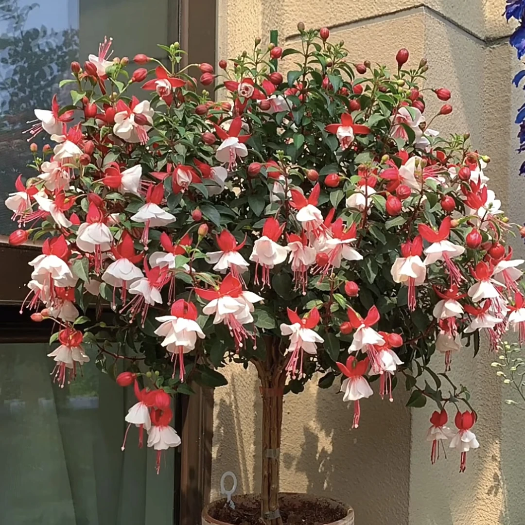 粉色倒挂金钟棒棒糖室内多年生草本阳台庭院易种植养护