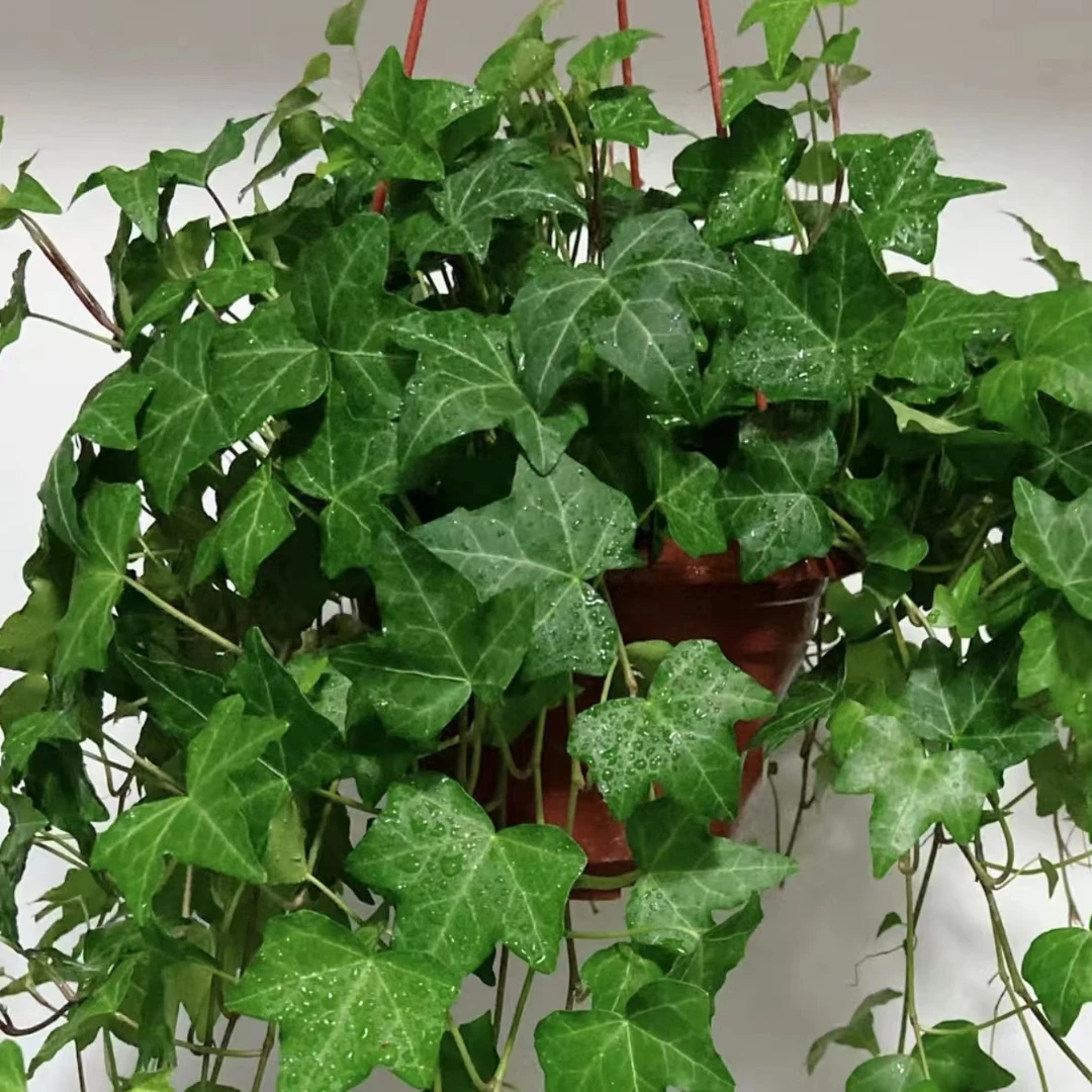 常春藤盆栽爬藤植物爆花强耐寒耐晒新手易养护