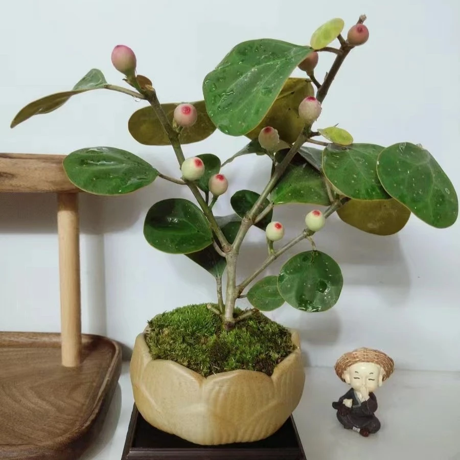 菩提盆栽室内家庭高端观果绿植带果发货易养护耐寒