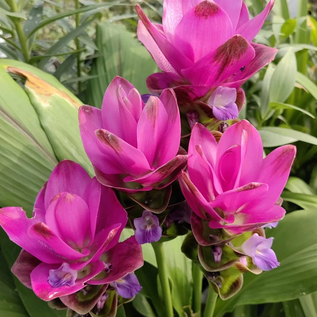 姜荷花紫色花盆栽庭院阳台新手易养护