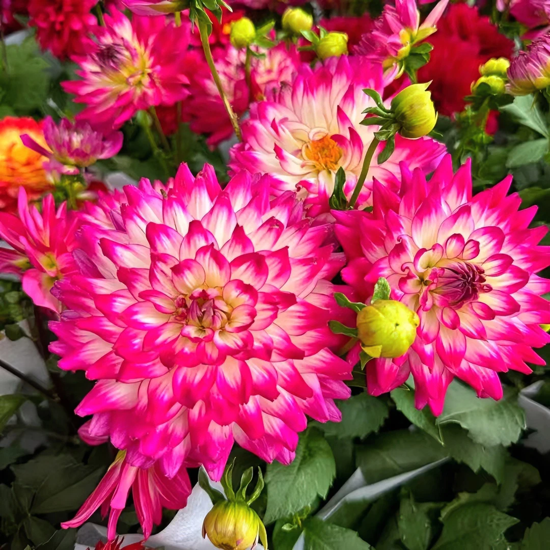 大丽花【荷花仙子】盆栽大花型花卉四季开花阳台庭院观花植物