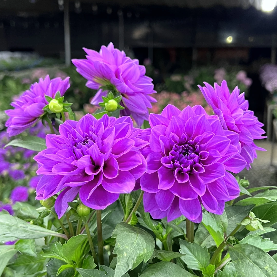月光石大丽花盆栽 大花型花卉四季开花阳台庭院观花植物