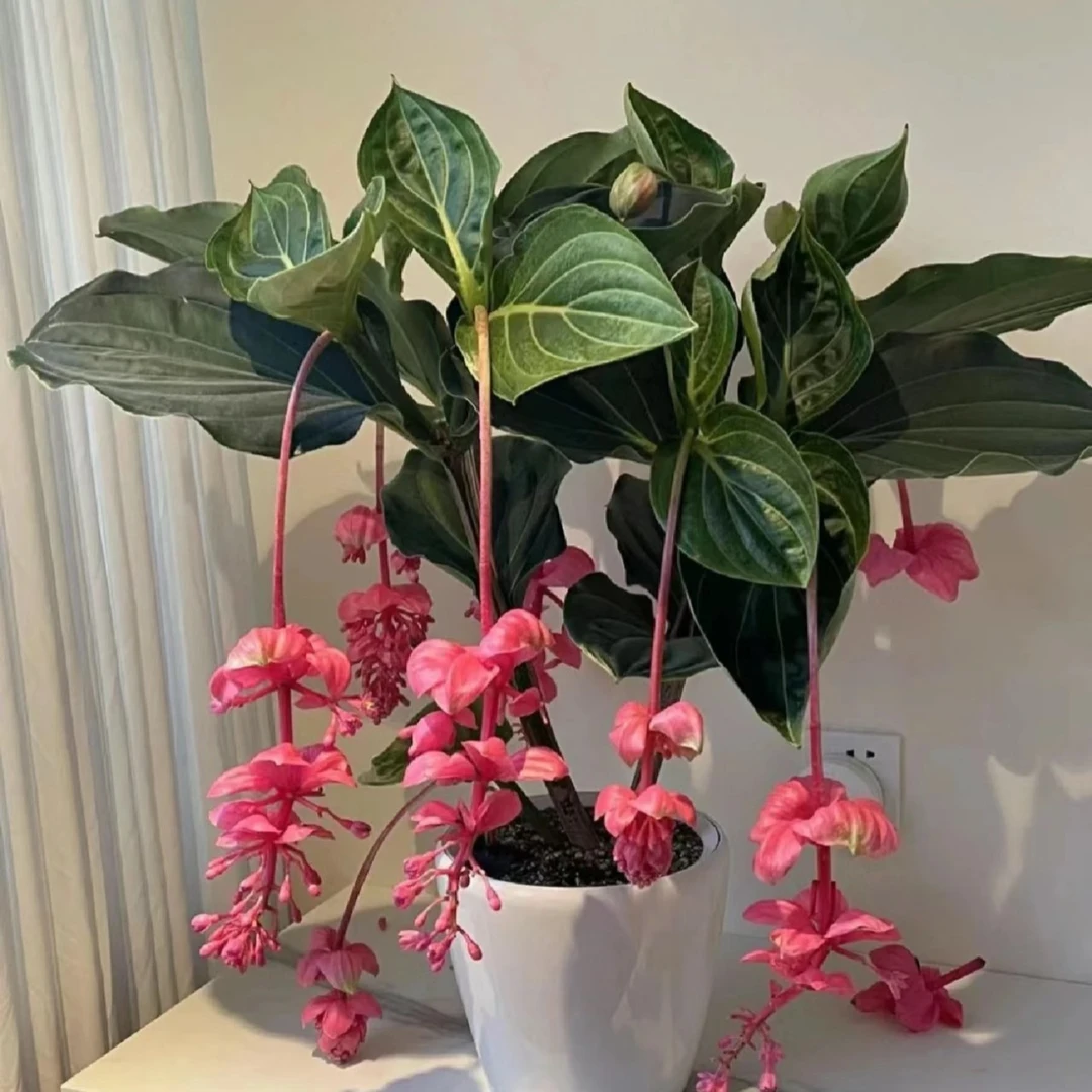 宝莲灯【小个子两头】盆栽庭院阳台种植春季夏季秋季简单易养护