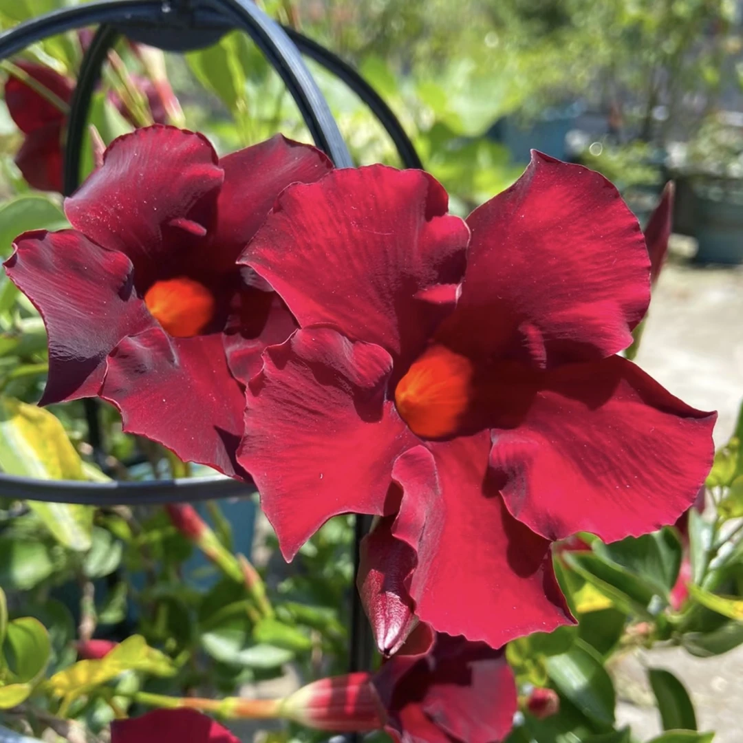 飘香藤红色 花盆栽庭院阳台新手易养护