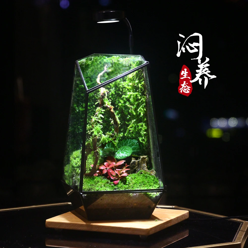 创意桌面雨林苔藓微景观成品盆景好养鲜活绿植生态瓶微景观生态缸