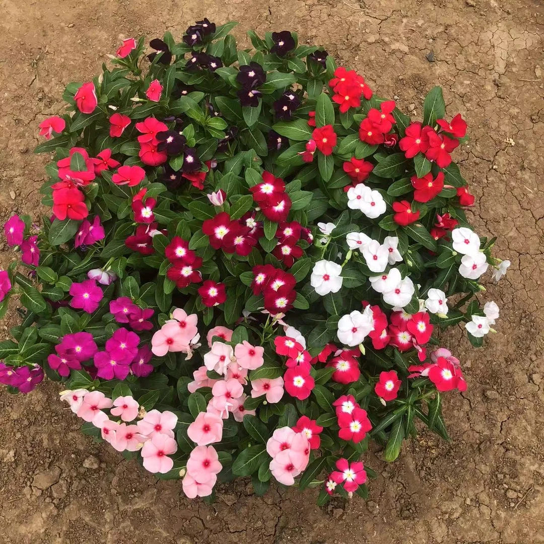 长春花天天开花卉盆栽四季开花原盆原土带花带花苞阳台庭院室外