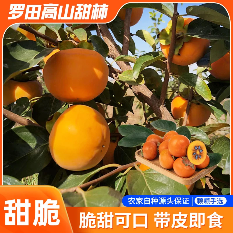 罗田大别山錾子石脆甜柿新鲜水果整箱农家自制有籽甜柿无籽脆柿