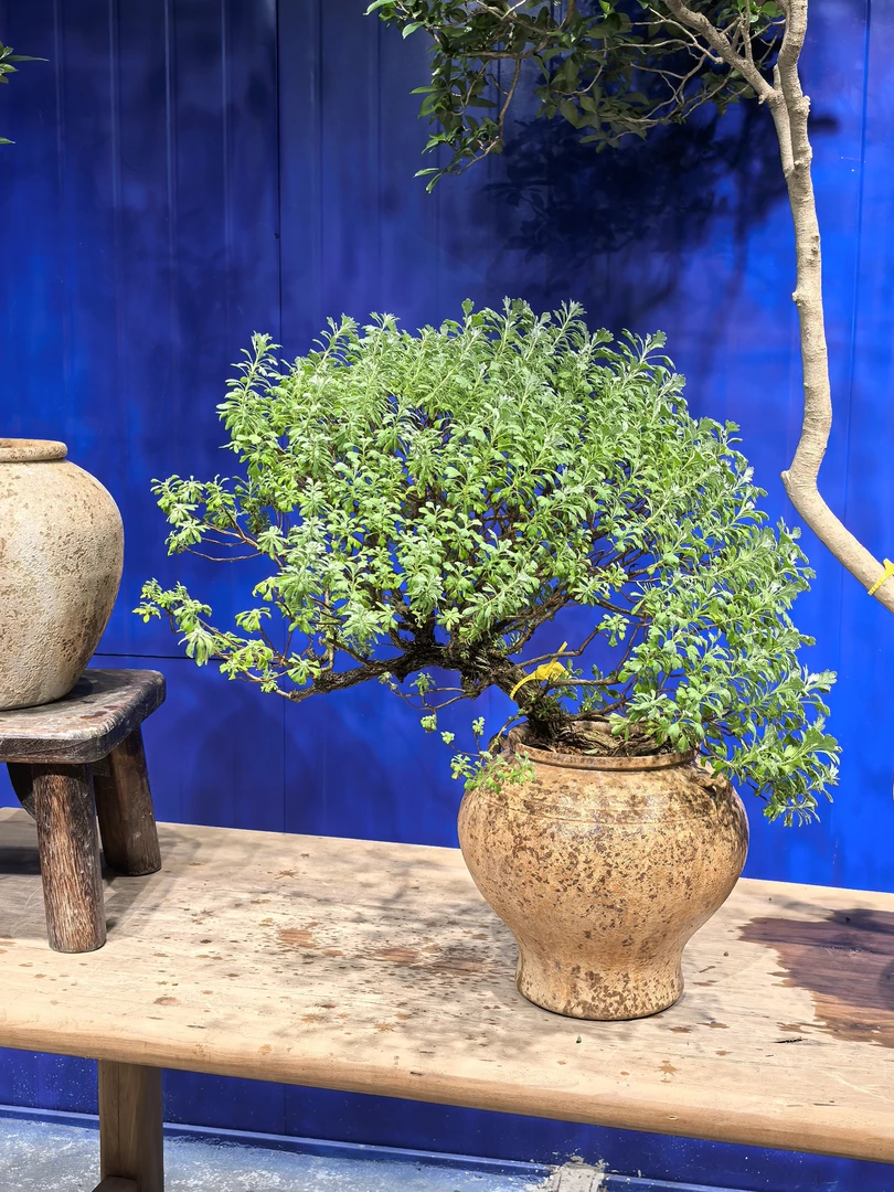 芙蓉菊老桩好货高货