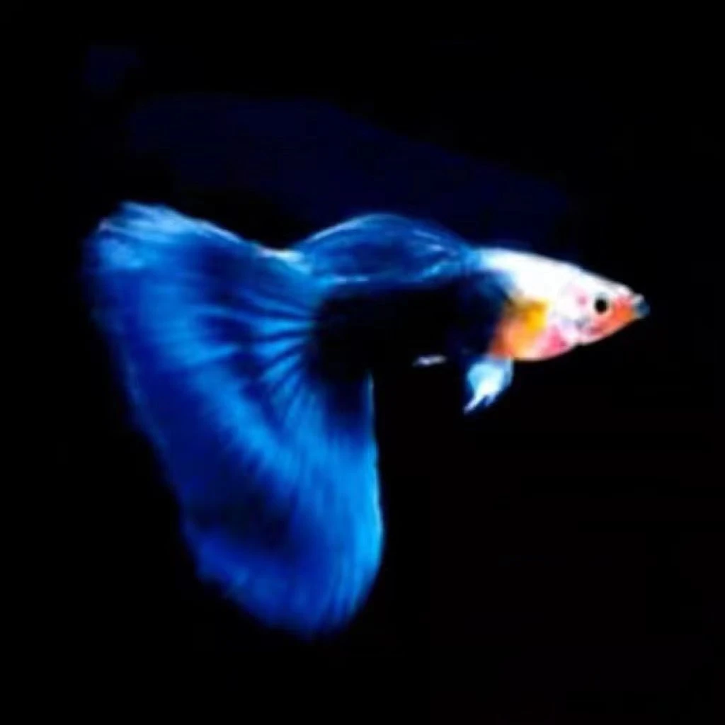 精品赛线蓝礼服热带纯种小型好养耐活的孔雀鱼观赏鱼苗