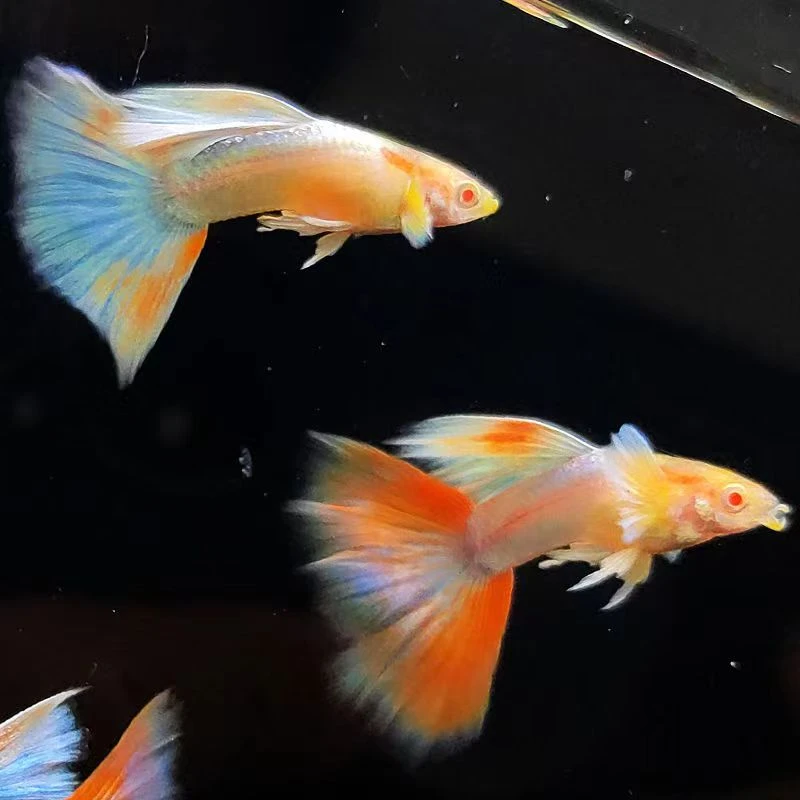 火烧云欧翼孔雀鱼 开箱视频报损 仅退款不补发