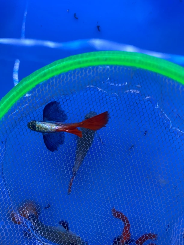 白金象耳  开箱视频报损 仅退款不补发 孔雀鱼