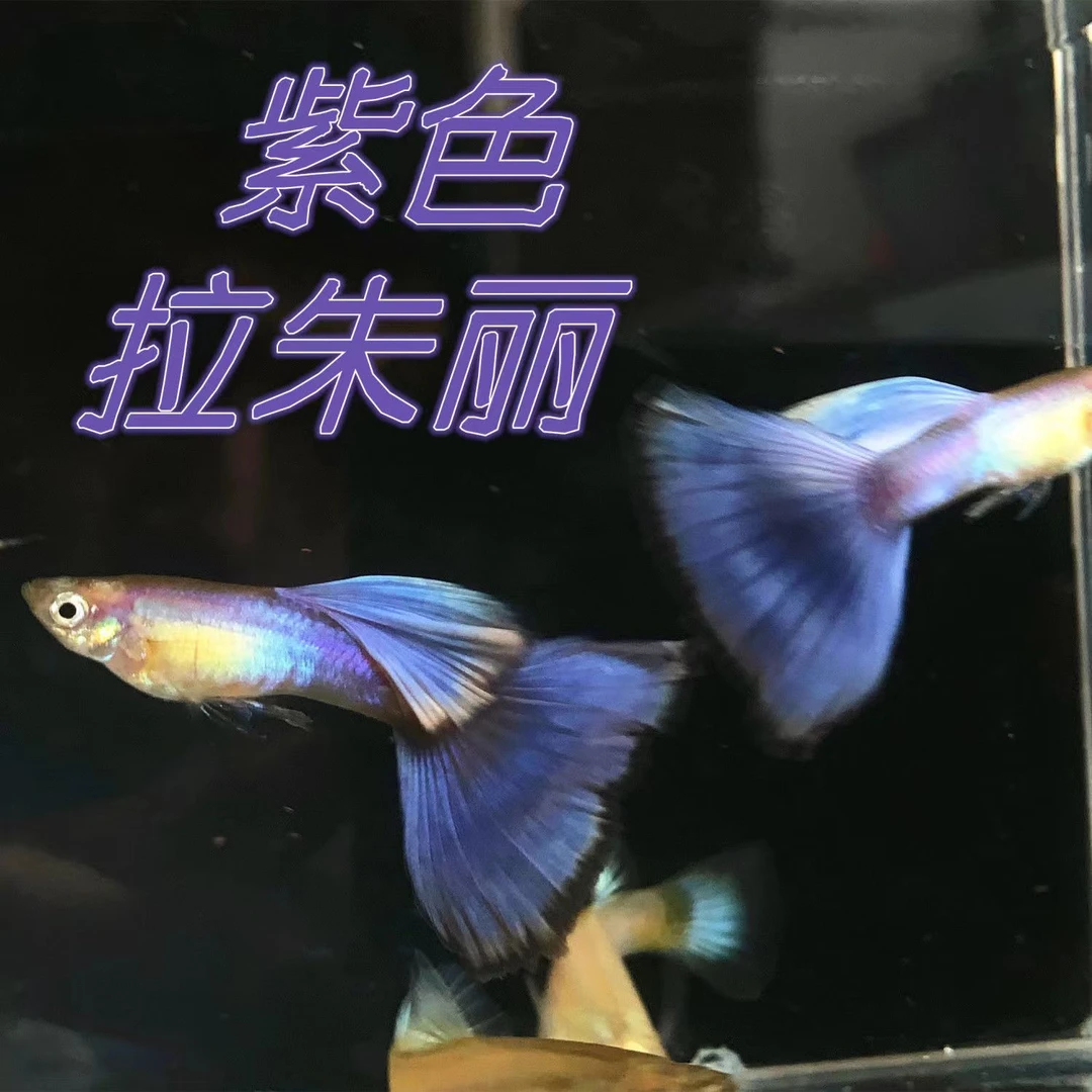 拉朱丽孔雀鱼 凑任意三单发货 开箱视频报损 仅退款不补发