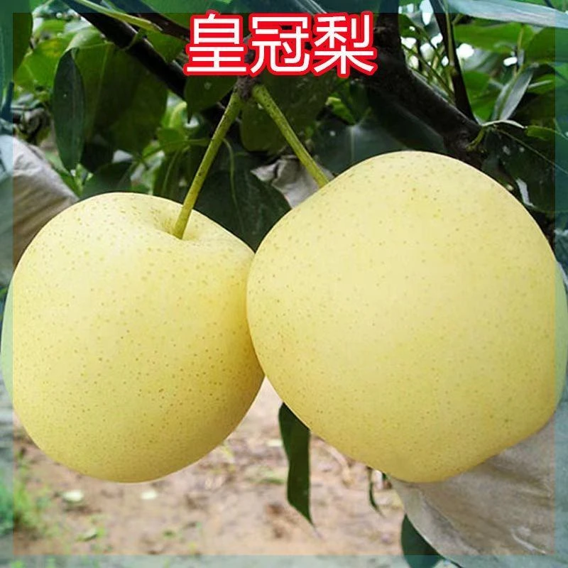 皇冠梨树苗黄金梨苗嫁接新品种果树苗盆栽地栽南北方种植当年结果