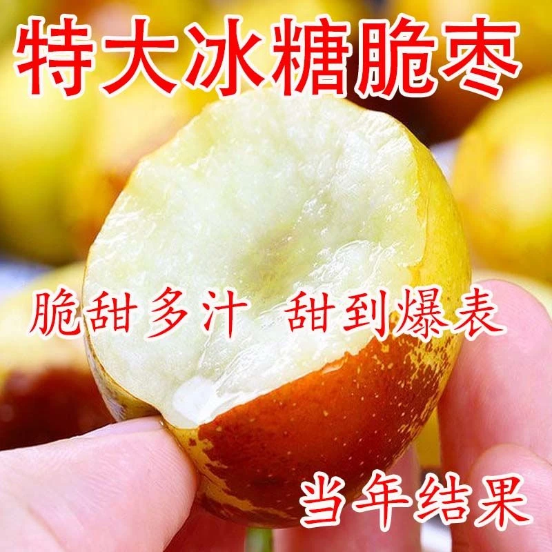 枣树树苗新品种特大冰糖脆枣苗耐寒耐旱当年结果南北方种植果树苗