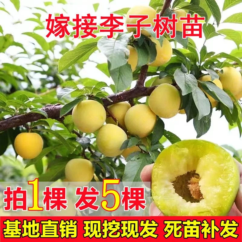 嫁接李子树苗正宗蜂糖大果李子苗南北方盆栽地栽当年结果树苗大全