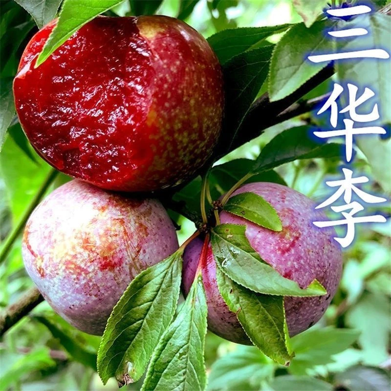 三华李子树苗嫁接苗南北方种植黑布林蜂糖李脱骨李子树苗当年结果