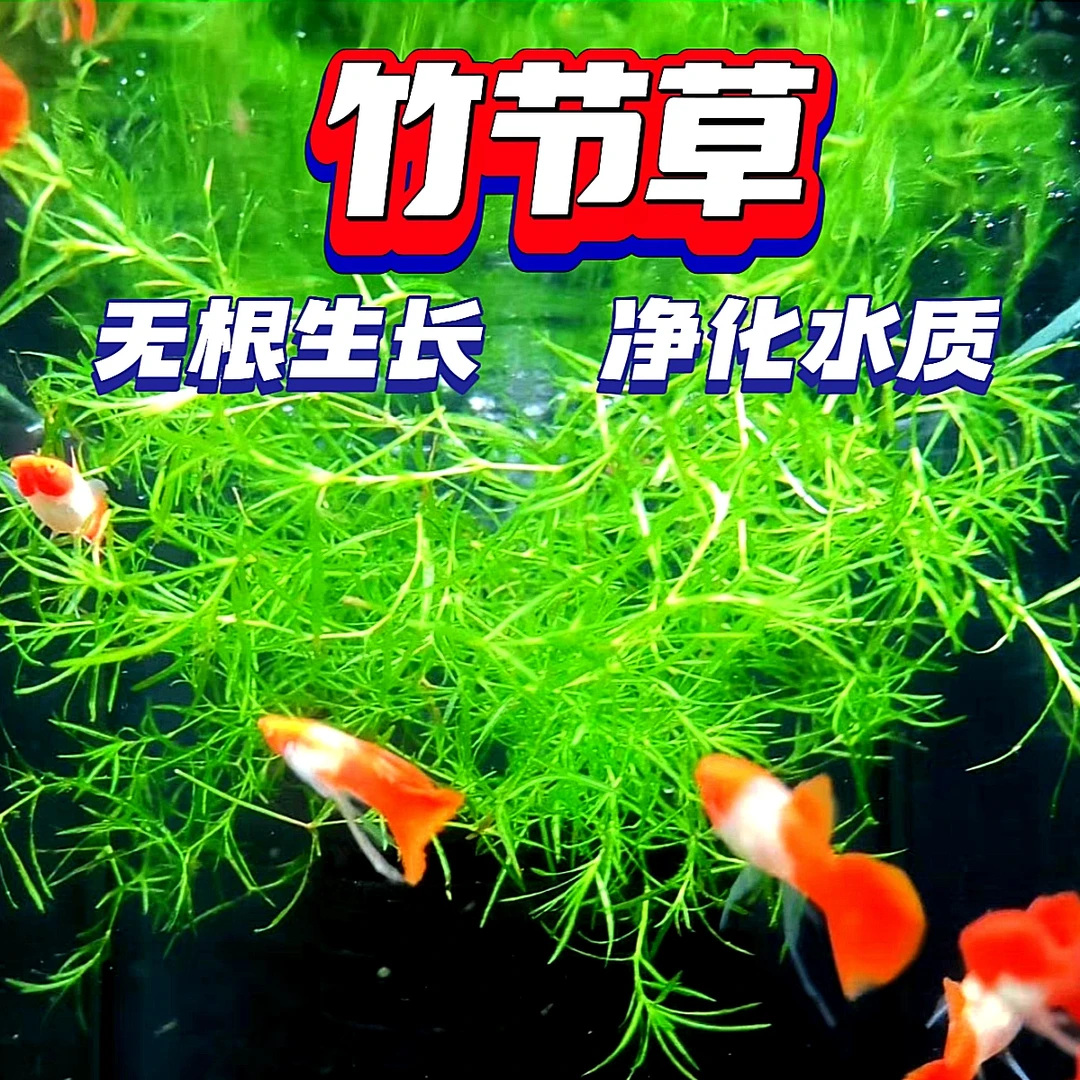 【竹节草】无需种植漂浮生长净化水质阴性水草孔雀鱼小鱼躲避繁殖