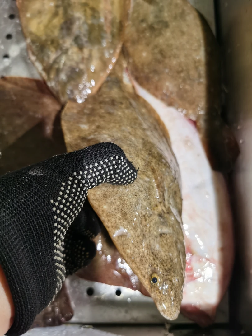 渤海湾野生牙片鱼，顺丰快递冷冻发货