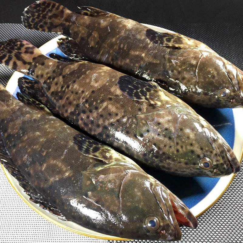 石斑鱼净重，每条鱼花纹不一样。冷冻发货。