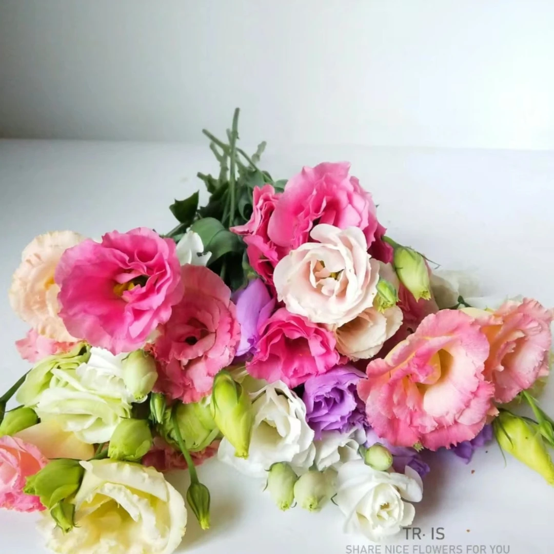 【洋桔梗】东北鲜花 辽宁朝阳凌源地产各色洋桔梗