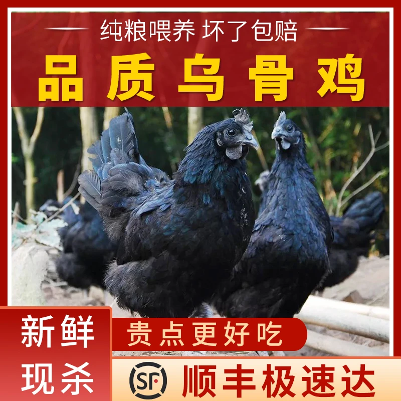 新鲜现杀乌骨鸡土鸡农家散养正宗五鸡老母鸡