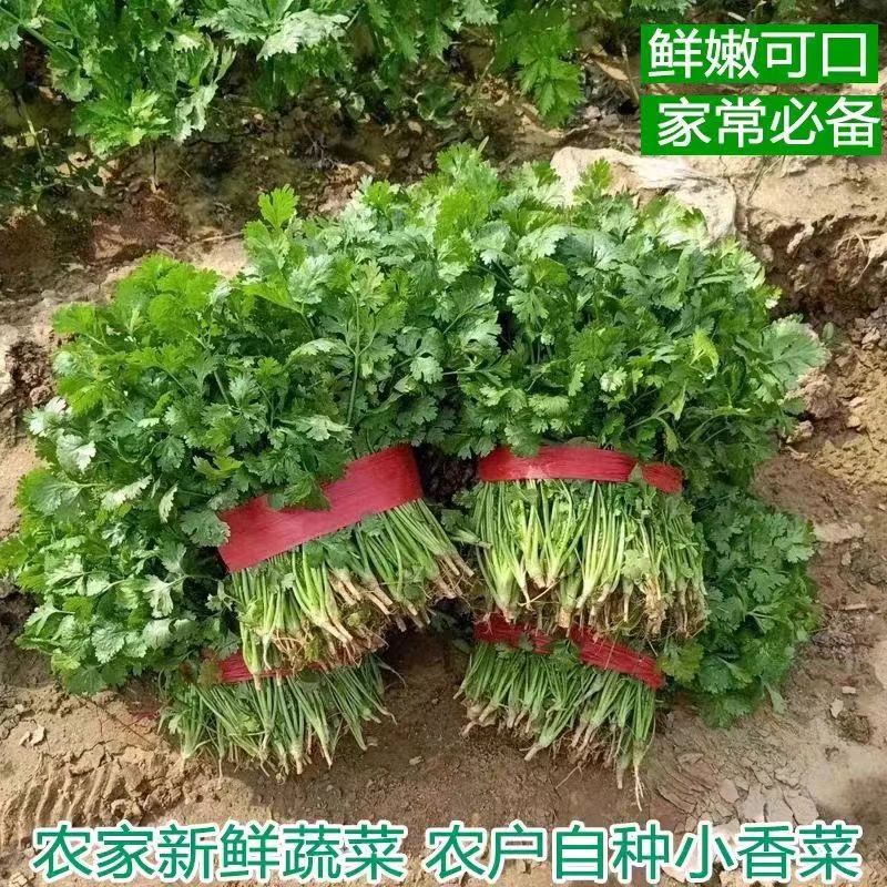 新鲜现挖大叶香菜当季芫荽山东铁杆香菜农家自种当季蔬菜现挖现发