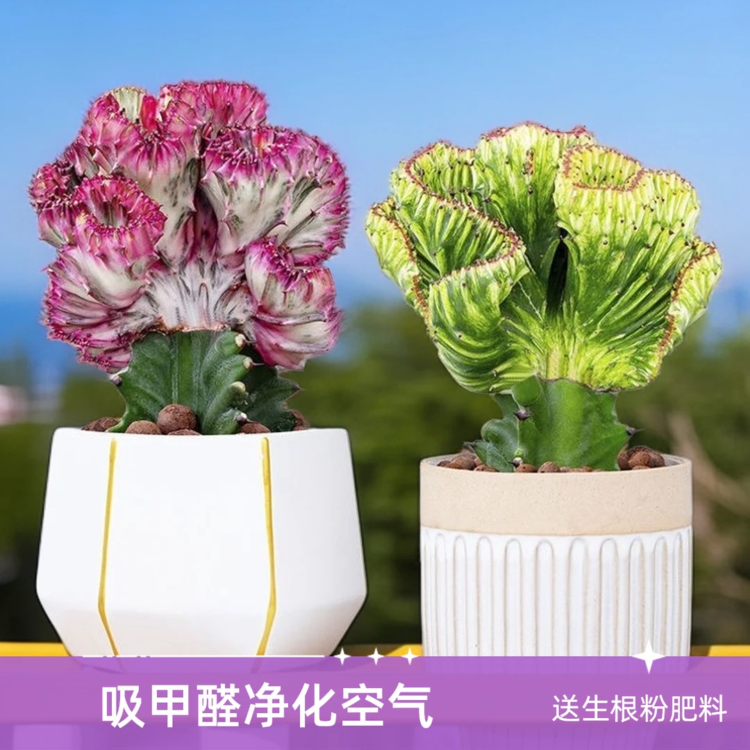 玉麒麟彩麒麟多肉小盆栽客厅吸甲醛防辐射净化空气四季长青好养护