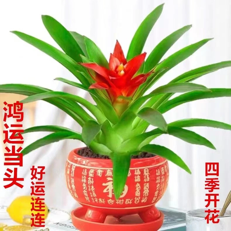 带花发货鸿运当头盆栽室内客厅花卉绿植花香好养护好寓意四季开花