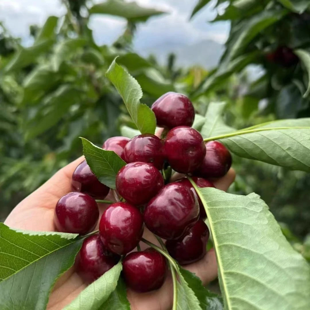 车厘子树苗大果耐寒嫁接盆栽地栽南北方种植送肥料 买一送一