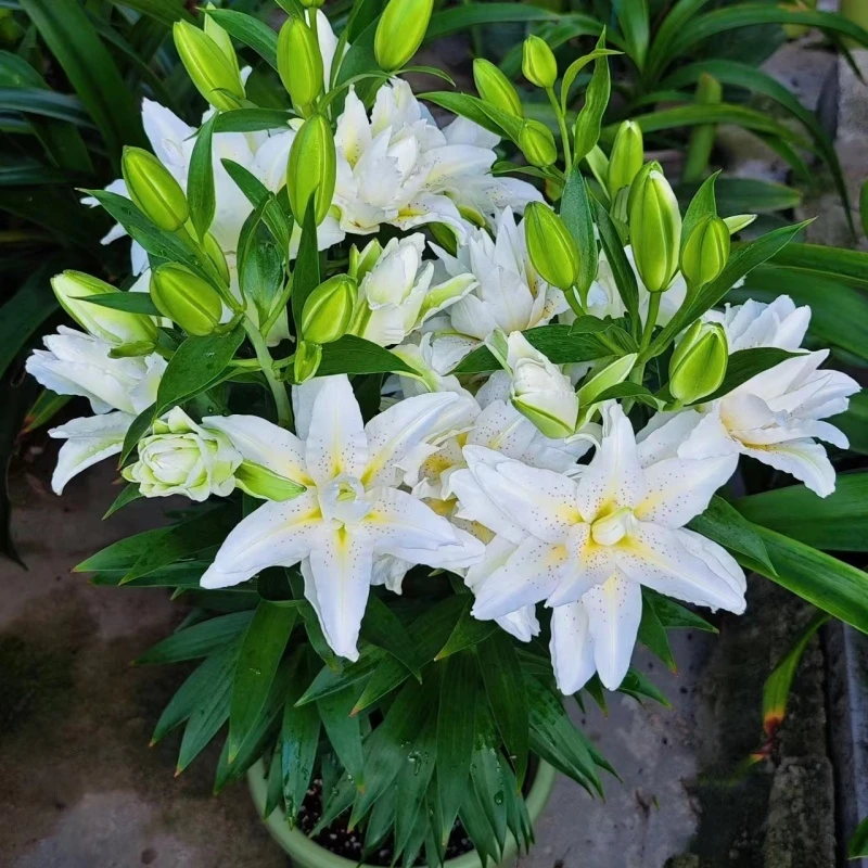 进口重瓣鲜花盆栽种子绿植特大带根四季开花室内阳台香水百合种球