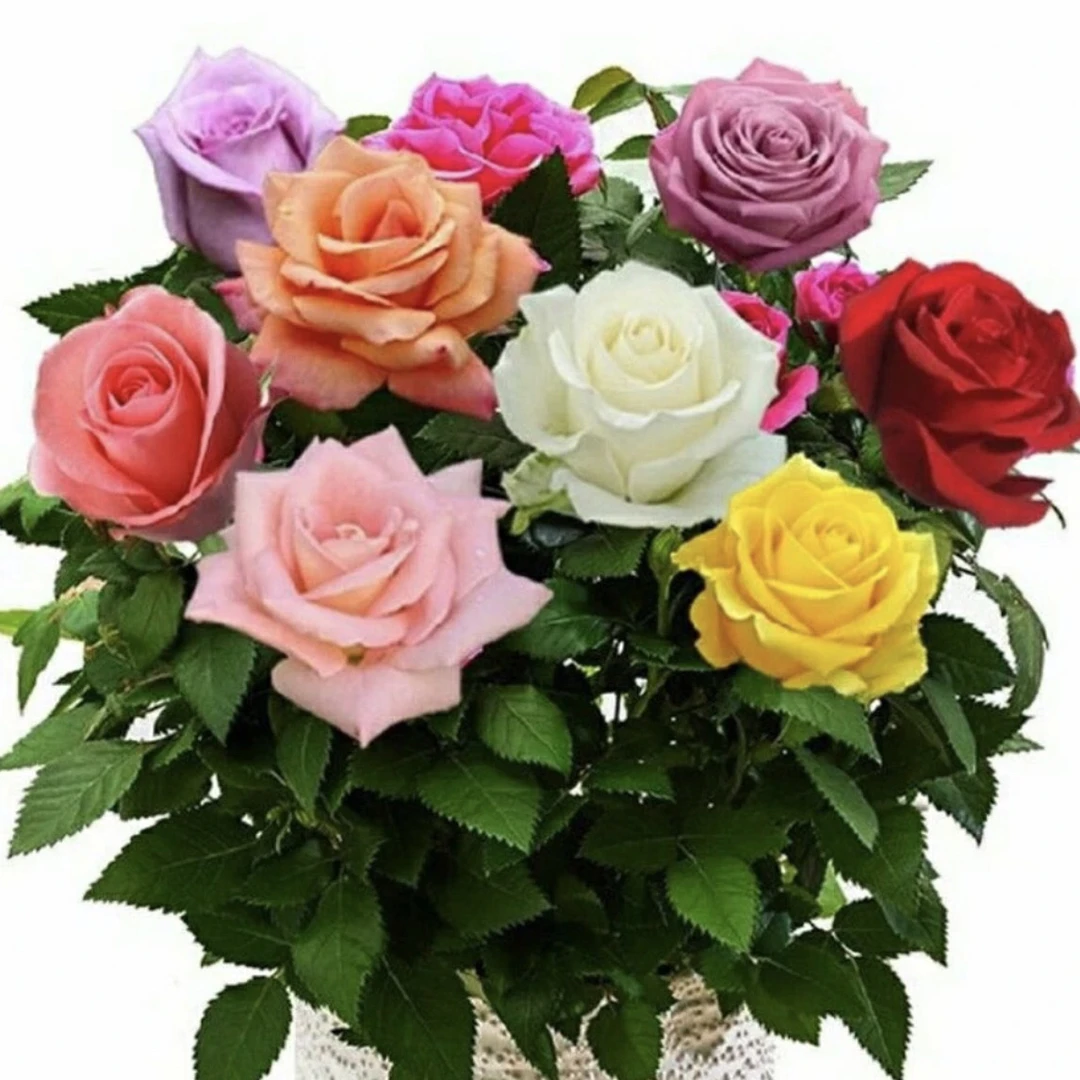 【买3颗1颗】玫瑰花苗月季花卉耐寒盆栽蔷薇绿植客厅不分品种