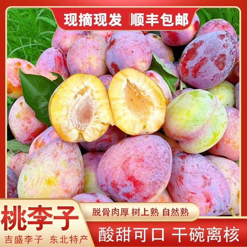 东北紫桃李子  吉盛干碗李子 酸甜可口 现摘现发 3斤/5斤顺丰包邮