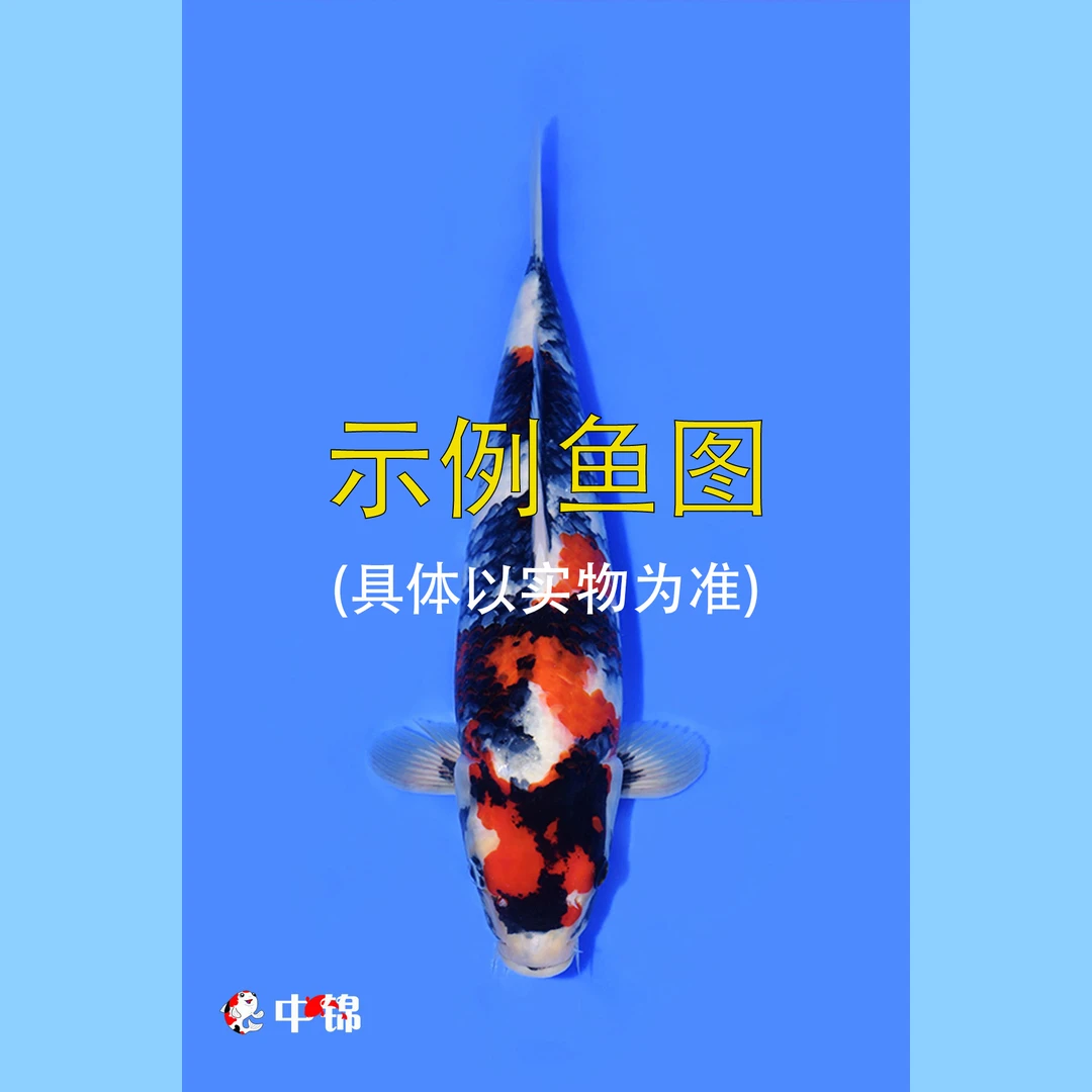 【超级福袋】中锦锦鲤 一选小鱼