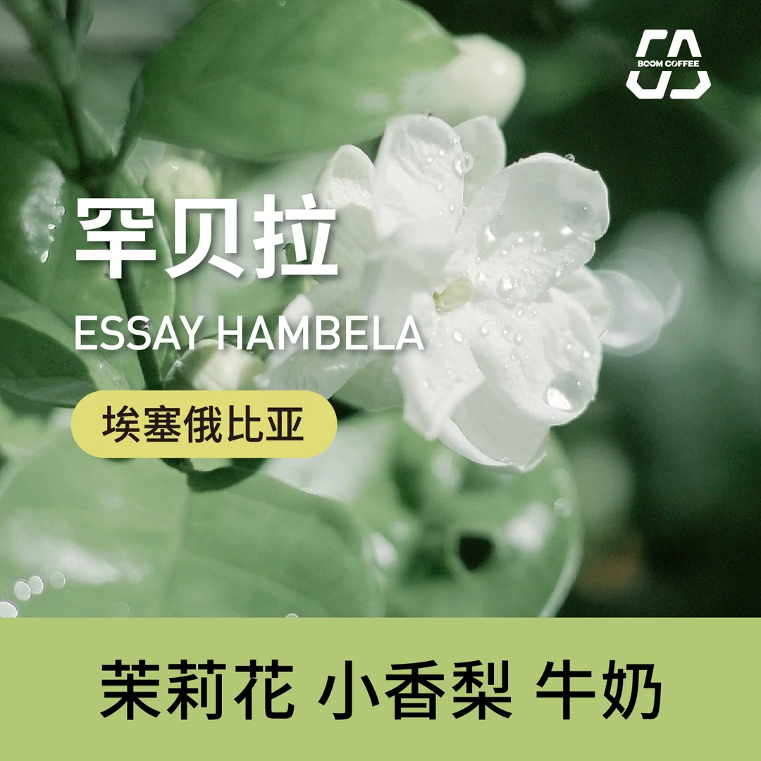 BOOM罕贝拉茉莉G1-浅度烘焙-茉莉花小香梨牛奶咖啡豆精品250g