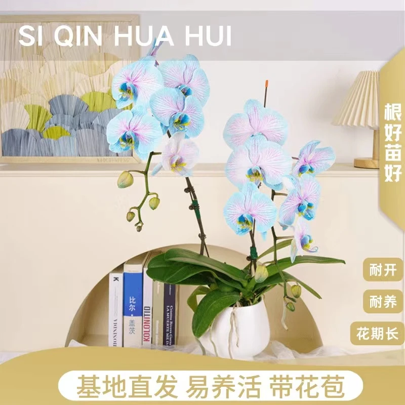 【思芹花卉|鸡尾酒蝴蝶兰】稀有马卡龙蝴蝶兰盆栽，高档大白V3吸色