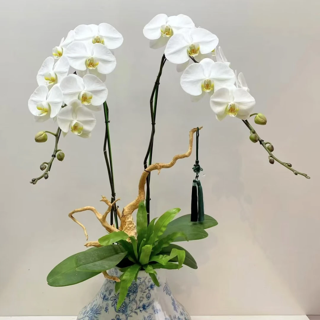 【思芹花卉|双梗龙兰大白V3蝴蝶兰】点缀生活的鲜花，顺丰冷链包邮