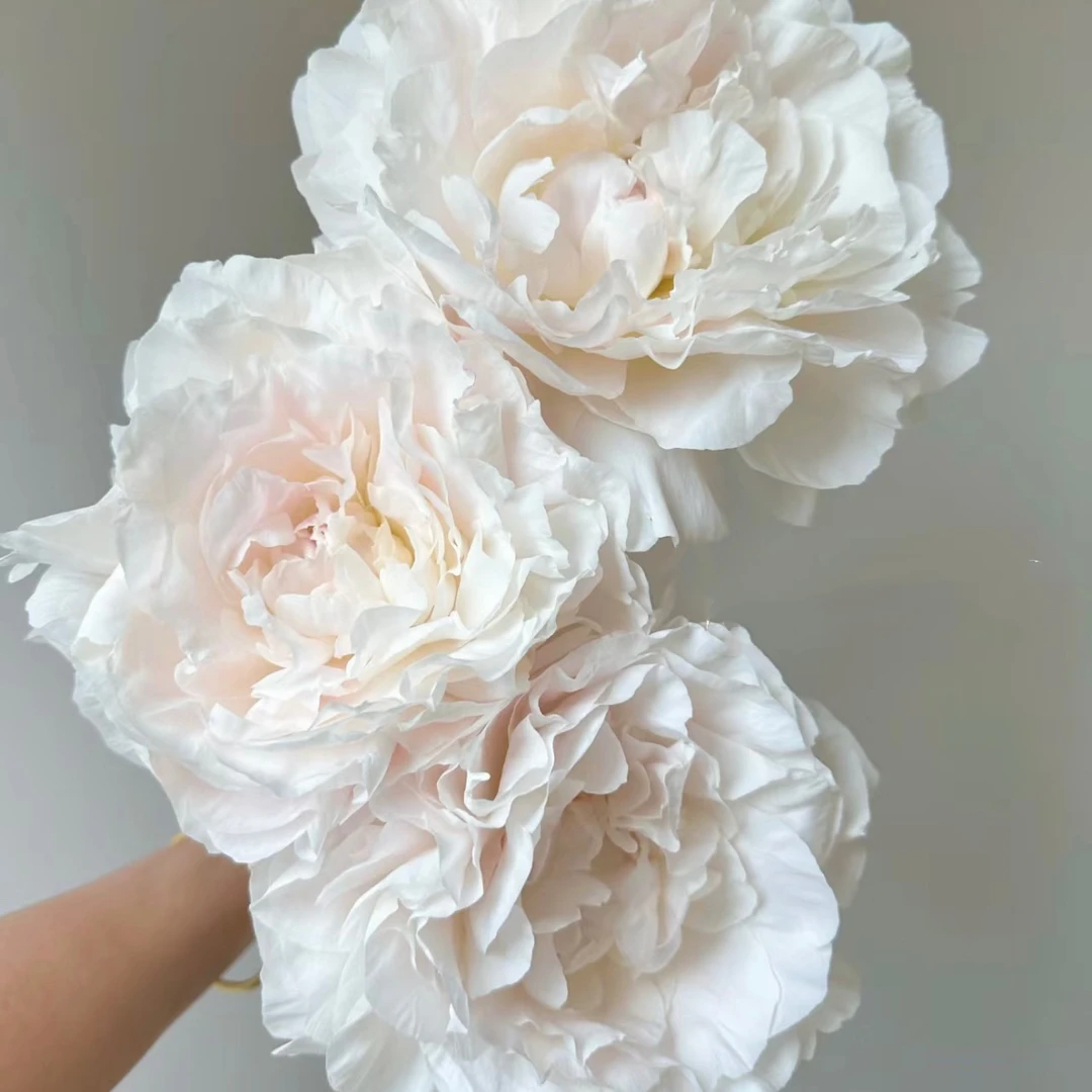 【思芹花卉|妈妈的选择芍药（花苞4.5cm左右）】北京彼由尼芍药顺丰