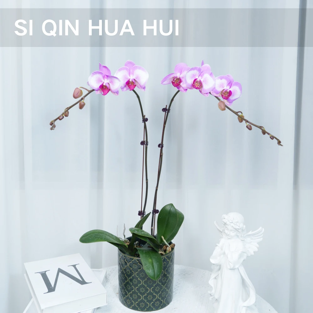 【思芹花卉|淑女蝴蝶兰】A级蝴蝶兰盆栽，云南鲜花年宵花，顺丰冷链