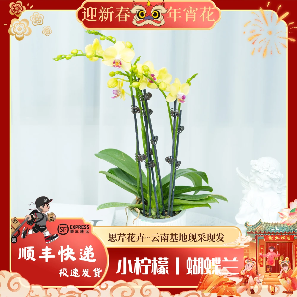 【思芹花卉|小柠檬蝴蝶兰】黄金万两的颜色，云南鲜花年宵花顺丰包邮