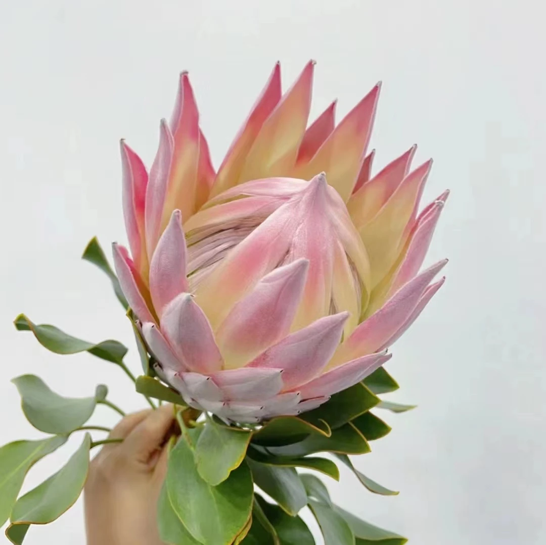 【思芹花卉丨国产粉帝王】高端酒店专用鲜花可做干花顺丰冷链