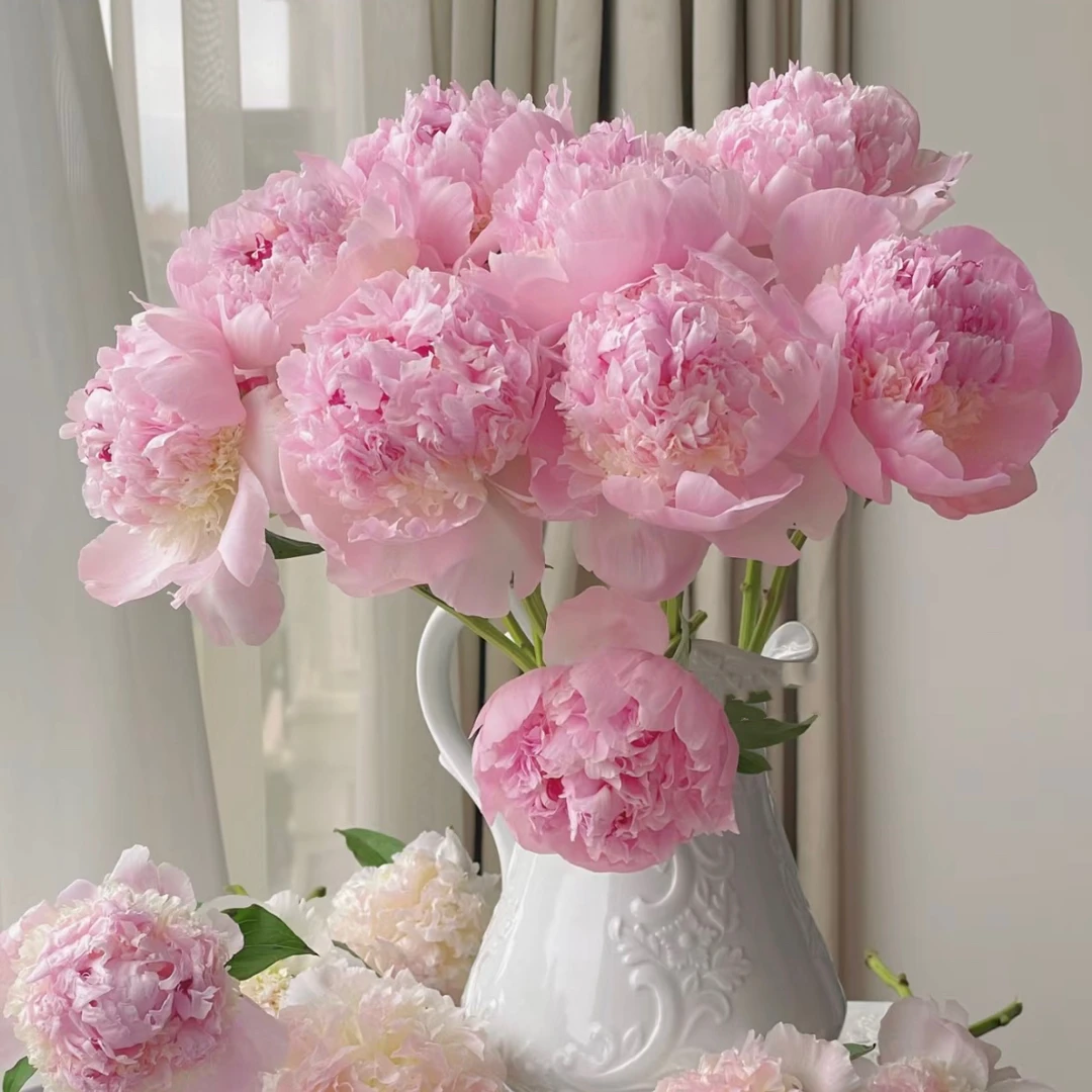 【山东芍药|天使的脸颊芍药】富贵花，山东菏泽基地直发顺丰包邮