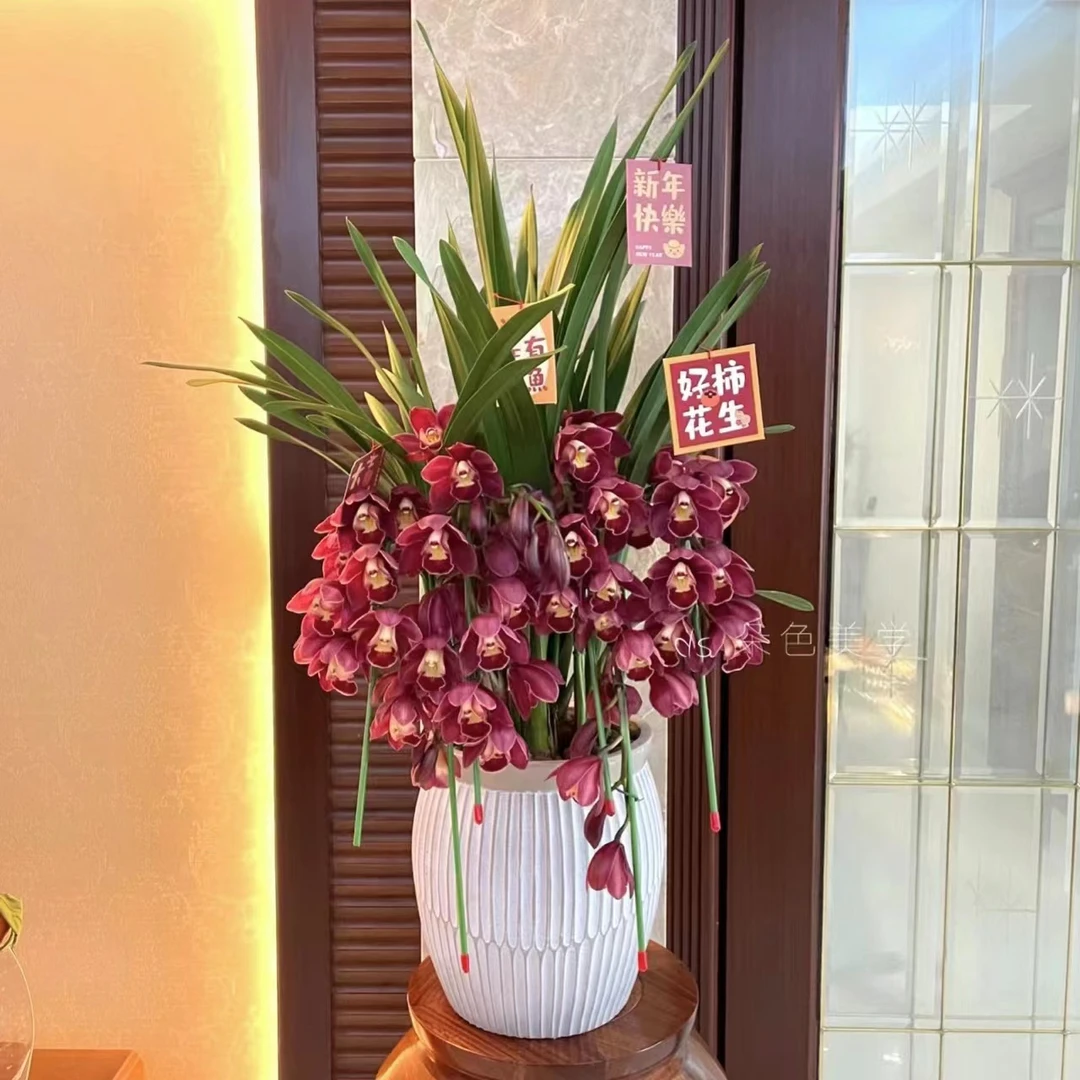 【思芹花卉|大红袍拱兰】人间富贵花带花苞兰花，云南年宵花顺丰包邮