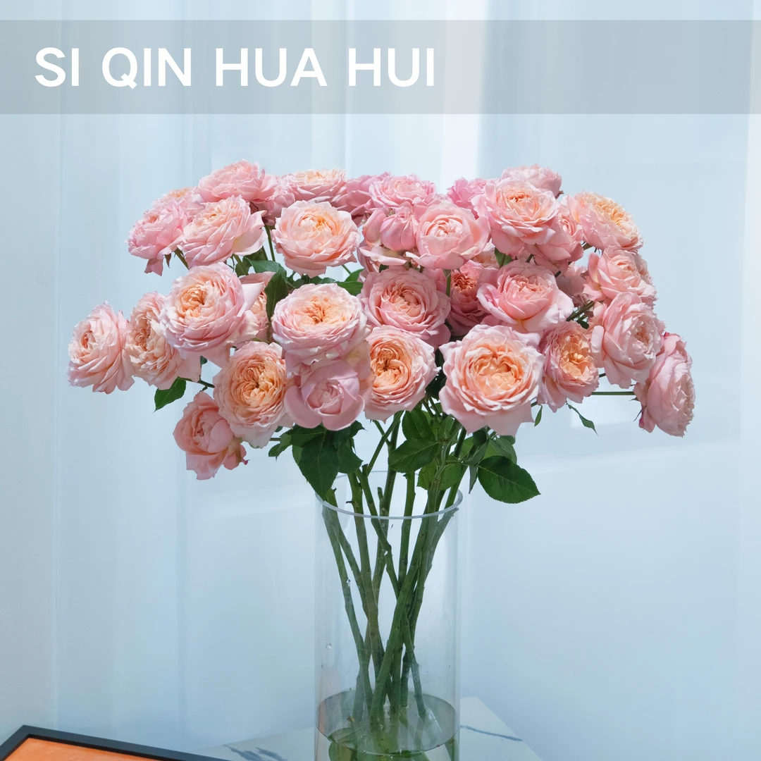 【思芹花卉|朱丽叶塔多头玫瑰】A级多头玫瑰超大把头，顺丰空运包邮