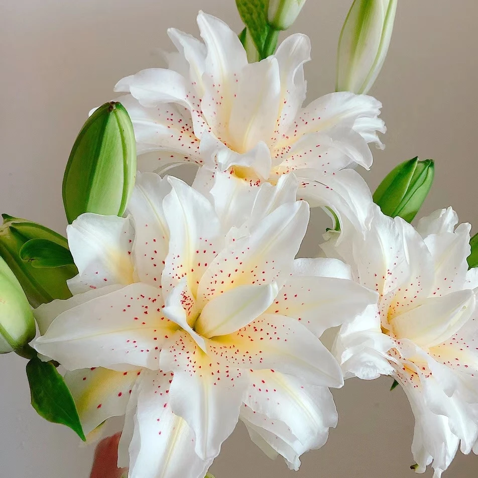 【思芹花卉|白拉菲重瓣百合】小花型重瓣百合层次分明顺丰冷链包邮