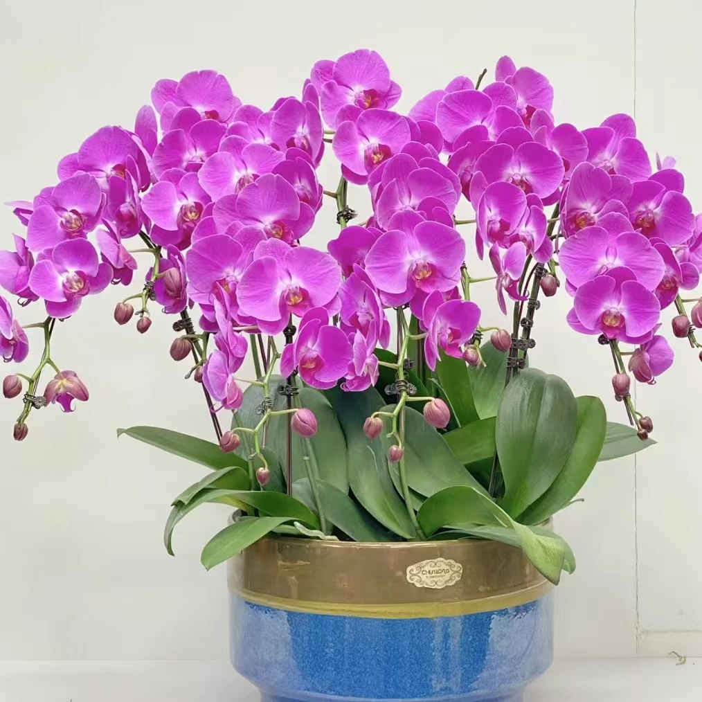 【思芹花卉｜牛魔王蝴蝶兰】好养花期长，云南鲜花基地直发顺丰空运