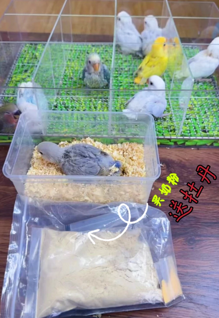 （直播链接）鹦鹉奶粉拍奶粉送牡丹，一物一拍私拍不送