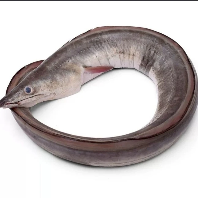 新鲜鳝鱼白鳝一条1.8±0.3斤（默认杀好，不需要沙备注）