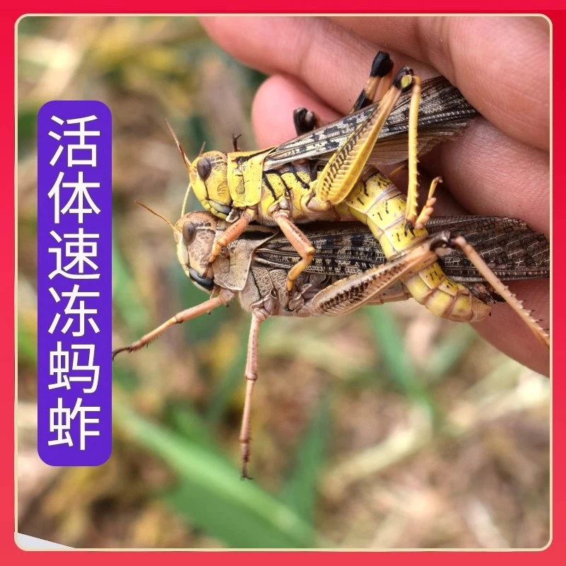 优质纯母去翅生鲜蚂蚱带籽农家基地直发