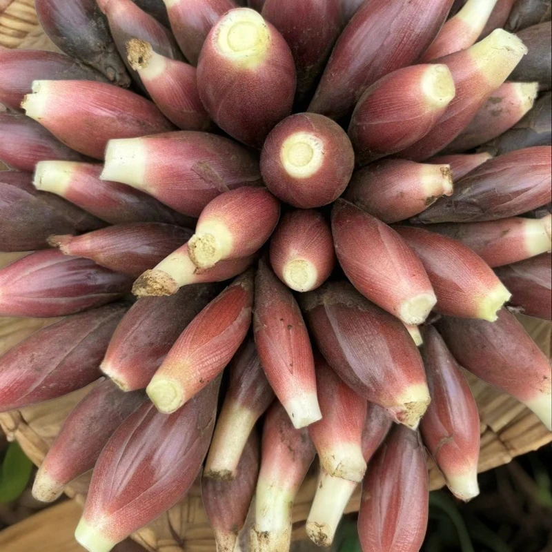 贵州本地新鲜洋河姜 姜洋河 洋霍 现摘现发 洋河姜 洋霍蔬菜