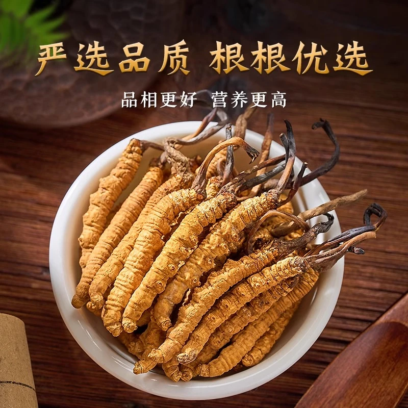冬虫夏草断草肉节送礼实惠瓶装食用饱满性价比人工采挖高品质甄选